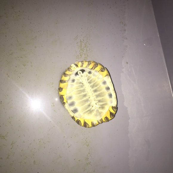 养了两只巴西龟早晨一只就剩空壳,养了七年的巴西龟终于生蛋了