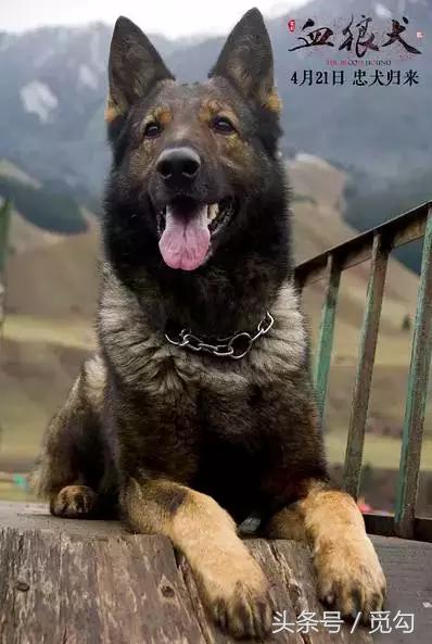 对于怀春少女，这就相当于她们的AV