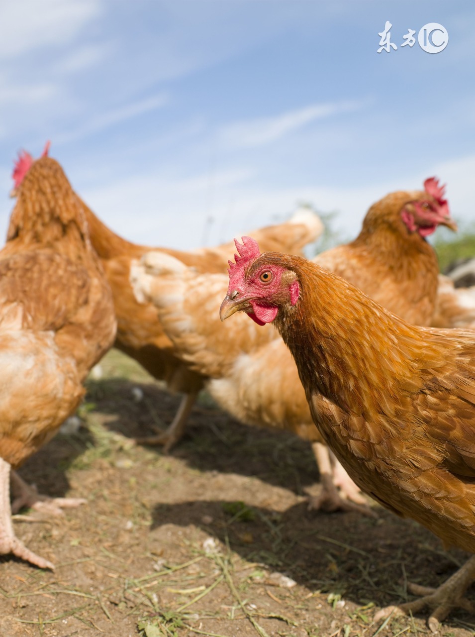 温度低于多少,肉料比会高?这个养鸡人知道多少?