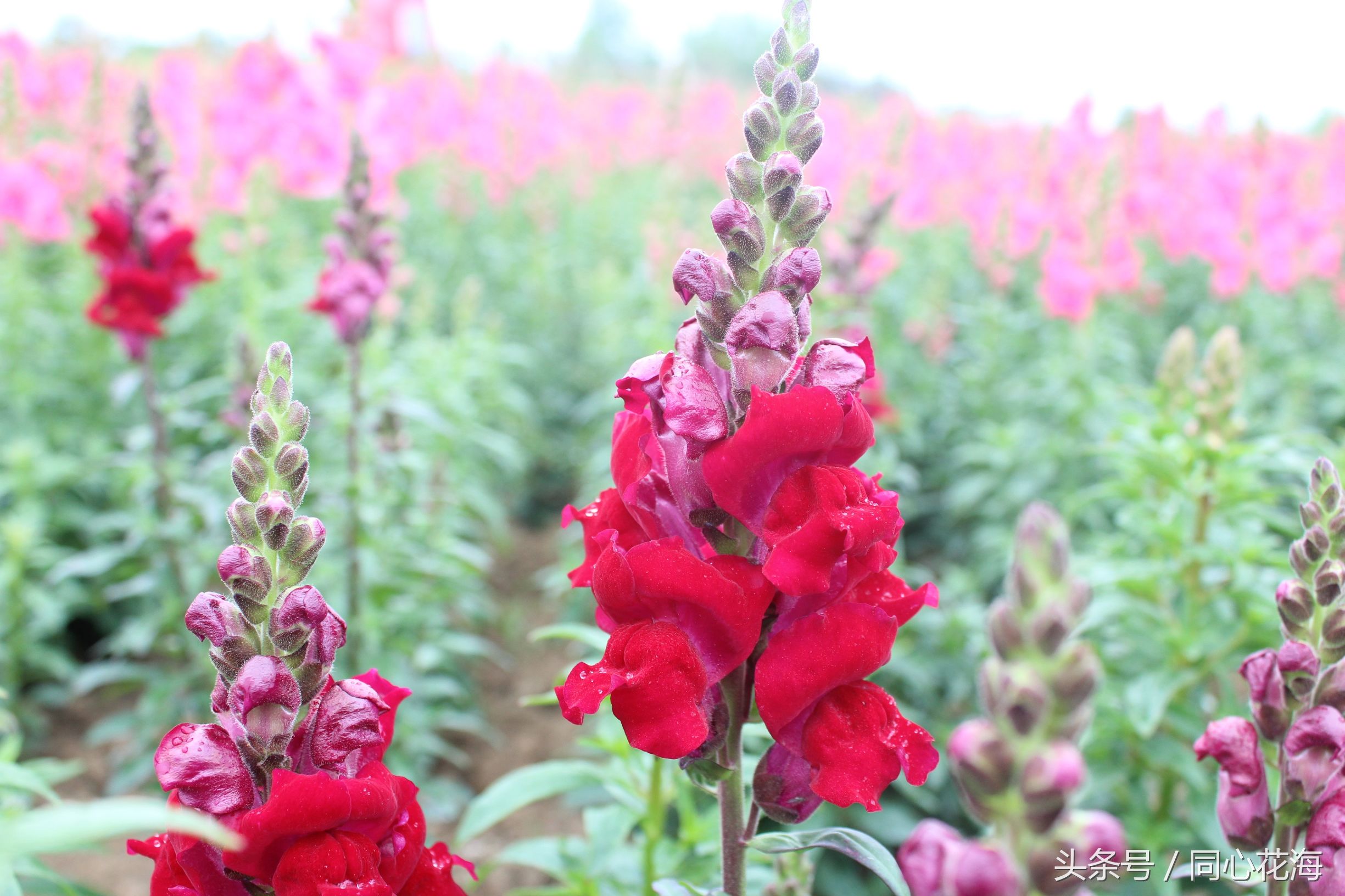 美丽的金鱼草花海,金鱼草花海