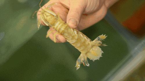 比手臂还粗的皮皮虾你吃过了吗,比手臂还大的皮皮虾吃起来超过瘾