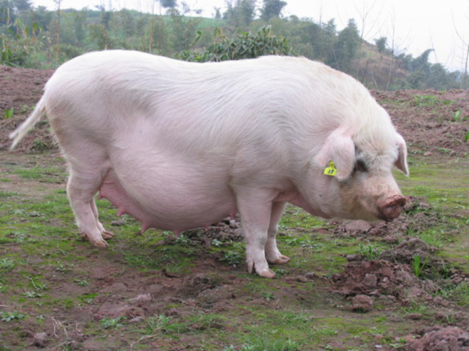 哪种母猪不宜养,母猪保健的误区