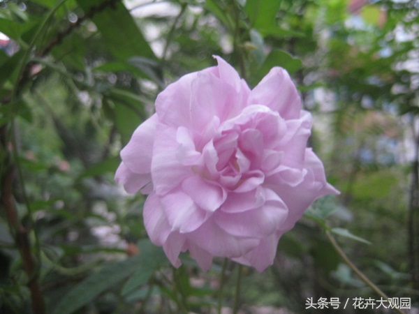 盘点哪些优美的花又不常见,盘点那些不好看的花