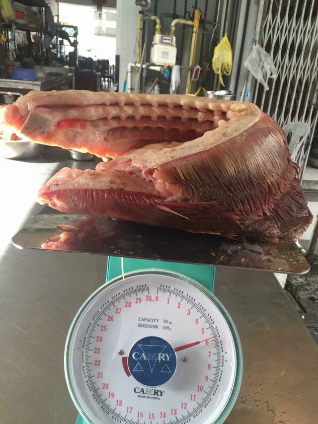 大龙趸石斑鱼8斤,30斤龙趸石斑鱼