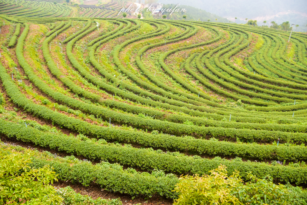 云端上的世外桃源，看看浇灌牛奶和土鸡蛋的有机乌龙茶长成啥样