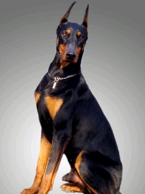 名贵狗狗,黑色名贵狗狗