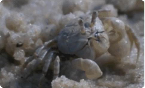 2900万年前的螃蟹,3500万年前的石头螃蟹