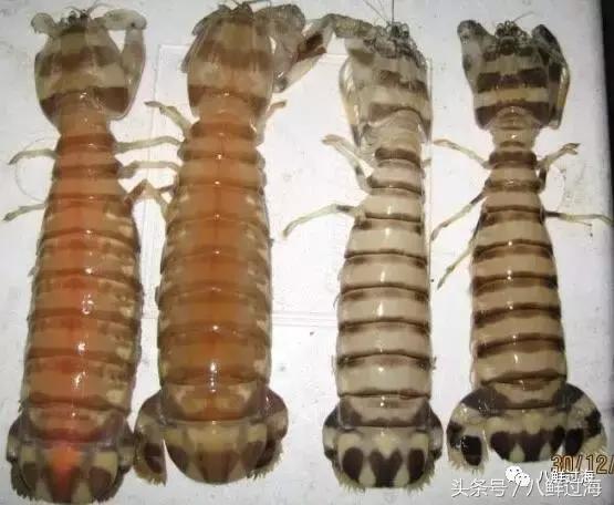 比手臂还粗的皮皮虾你吃过了吗,比手臂还大的皮皮虾吃起来超过瘾