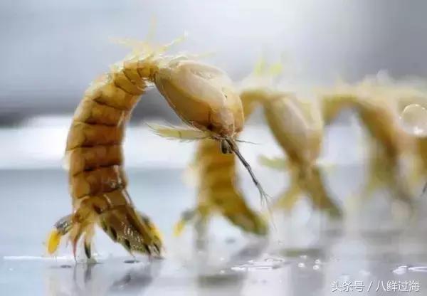 比手臂还粗的皮皮虾你吃过了吗,比手臂还要大的皮皮虾你吃过没有