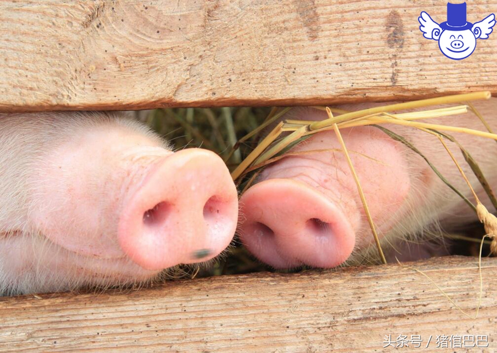 疥螨寄生虫,疥虫感染的症状