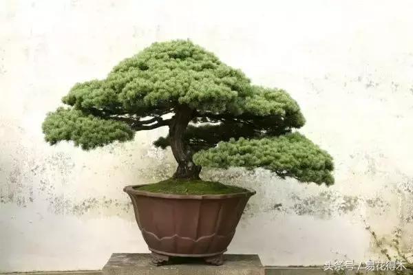 陶瓷花盆适合种什么花,仿瓷的花盆养花好吗