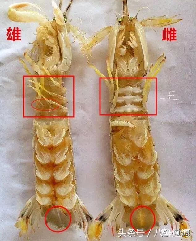 比手臂还粗的皮皮虾你吃过了吗,比手臂还大的皮皮虾吃起来超过瘾