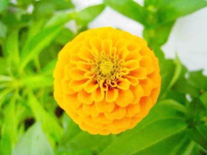 2020年惠州紫溪半岛花海世界,惠州紫溪半岛花海世界几月去最好