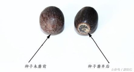 碗莲荷花可以一直用水种植吗,碗莲是要用土来种还是用水来泡的