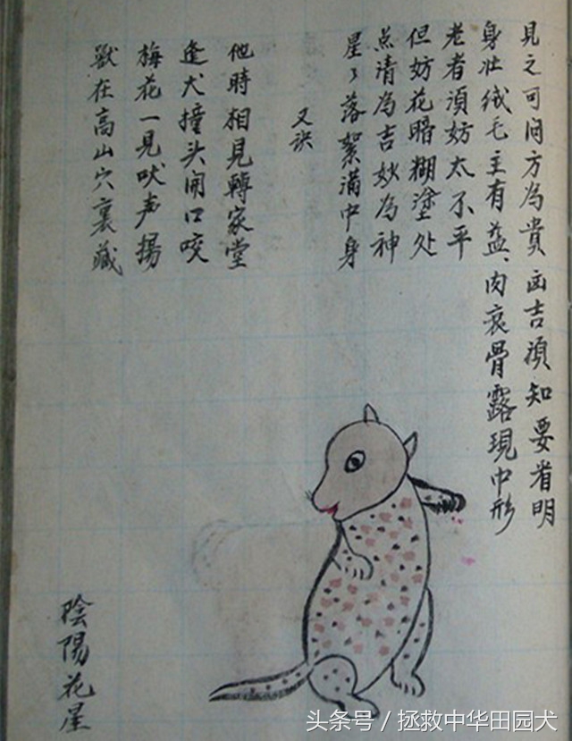 狗的种类大全中华田园犬,真正的中华田园犬是大黑狗