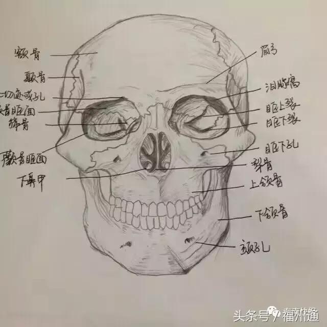 这美女厉害了!福州女大学生手绘人体解剖图太逼真!