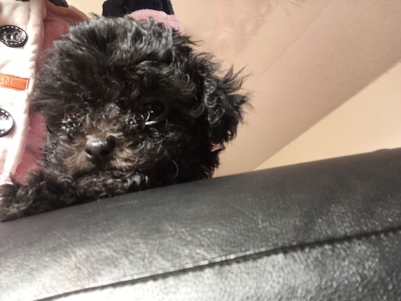 小贵宾怀孕20天不爱吃东西怎么办,贵宾怀孕一个月身体变化