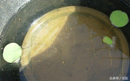 碗莲种植方法全过程,碗莲种植过程图解