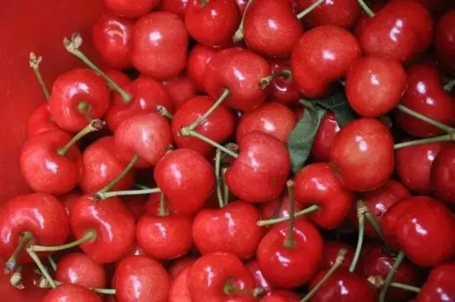 成都周边哪里樱桃最好吃,成都樱桃采摘园附近最近地方