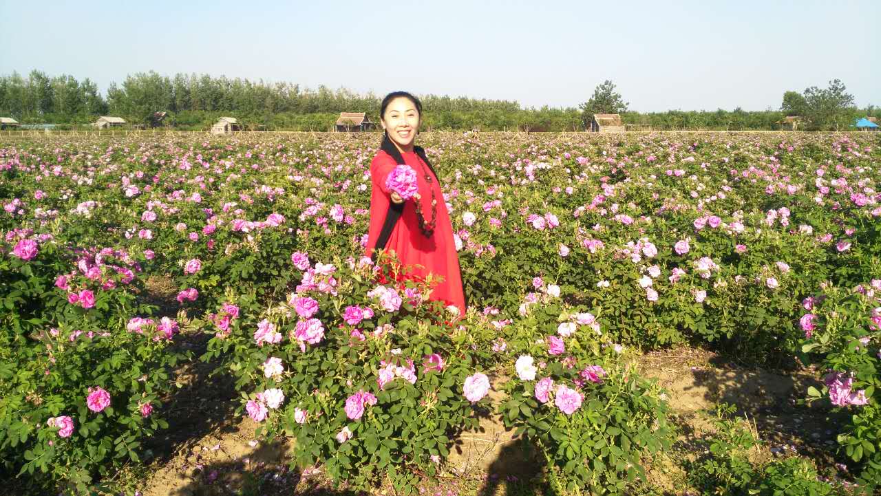 国际玫瑰大会,第三届国际玫瑰文化旅游节