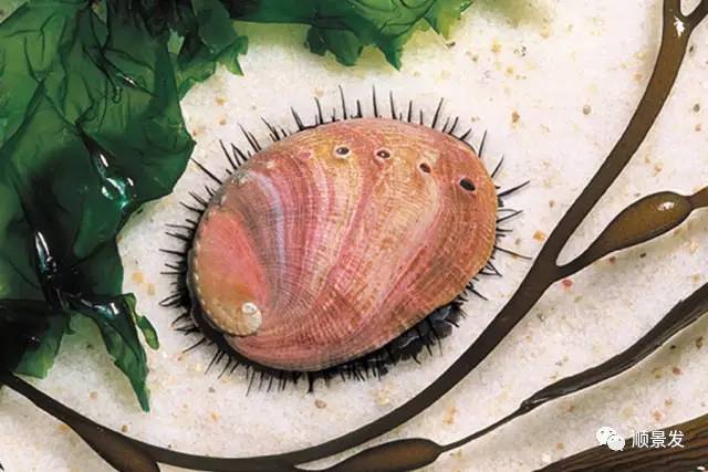 贝类海鲜的品种及图片大全,常见的贝类海鲜图片大全及名称
