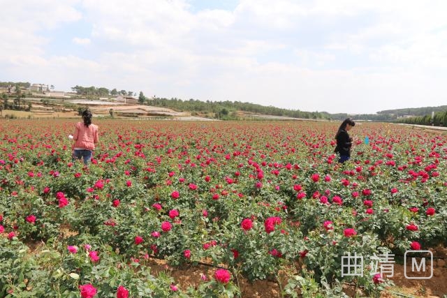 马龙森林氧吧,马龙周边都是山的公园