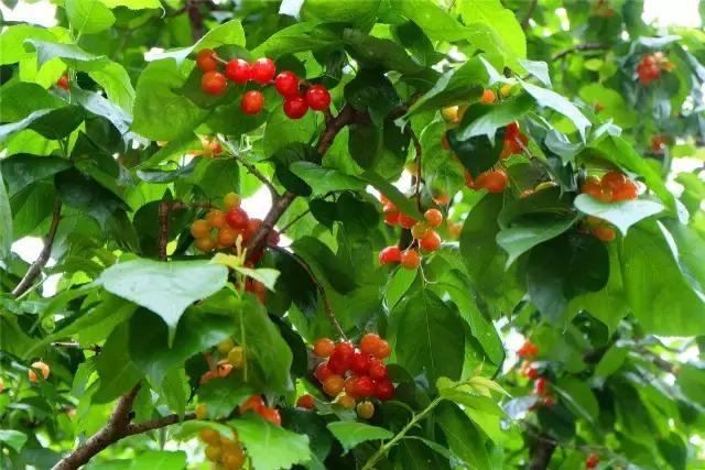 攀枝花的樱桃桑葚熟了,攀枝花樱桃口感