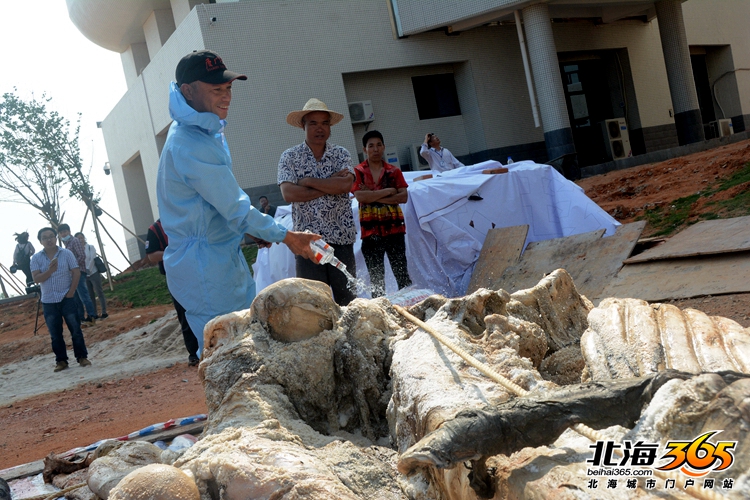 这条8米长的“大咸鱼”，上次北海错过之后等了16年