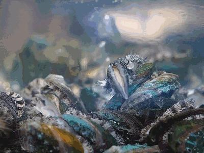 鲍鱼除了吃还代表什么,鲍鱼除了是食物还是什么东西