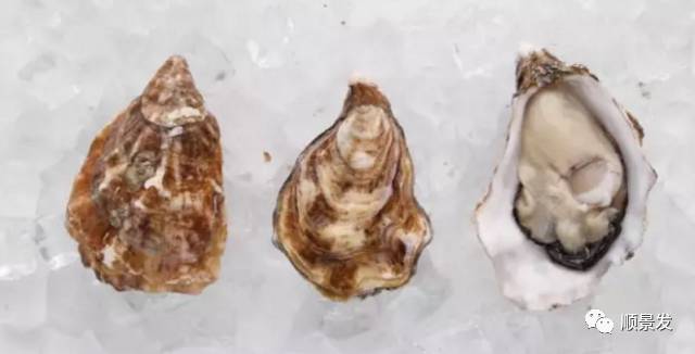 贝类海鲜的品种及图片大全,常见的贝类海鲜图片大全及名称