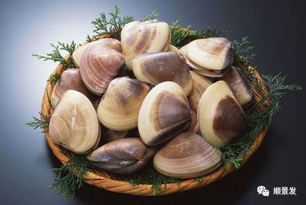 贝类海鲜的品种及图片大全,常见的贝类海鲜图片大全及名称