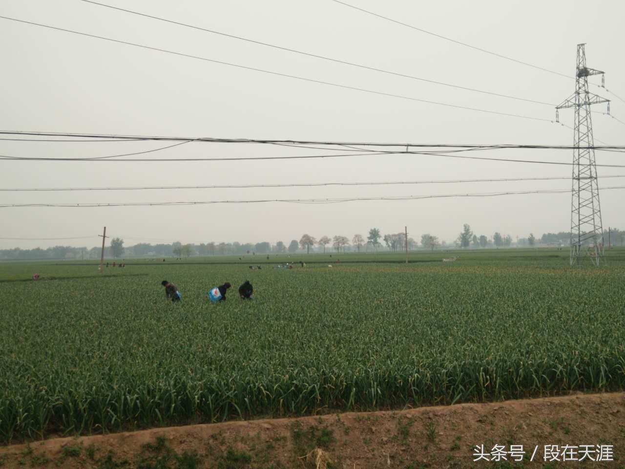 这个季节的蒜薹是应季的吗,蒜苔怎样清洗才能去残留农药