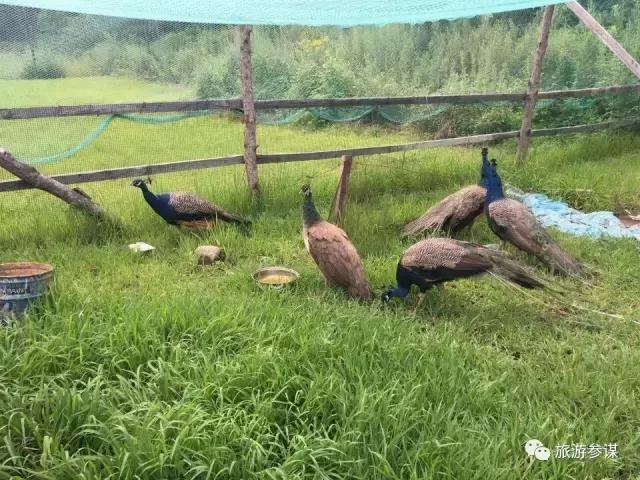 吉林省旅游五一景点推荐,五一游玩吉林出发