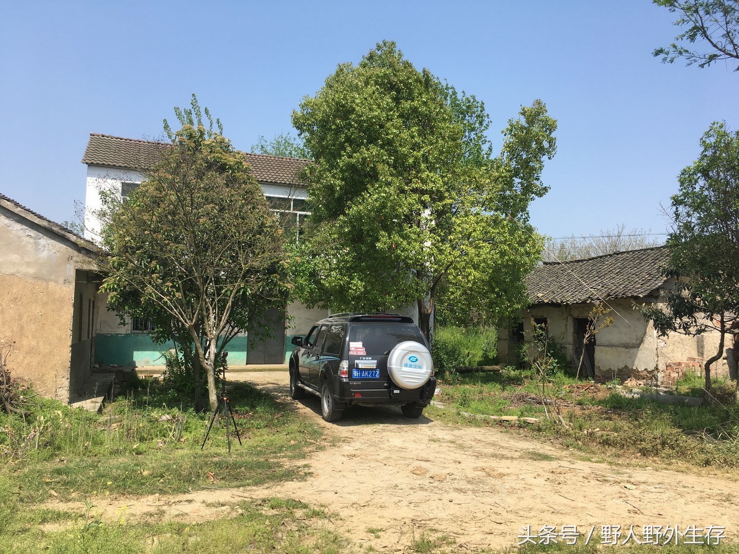 正宗枸杞野菜图片,枸杞苗野菜