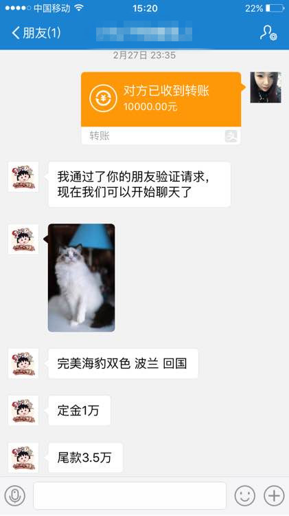 识别布偶猫的五个有效方法,布偶猫难养骗局专家解释