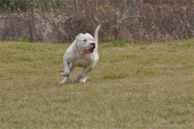 杜高犬最佳喂养方法,杜高犬正确喂养方法