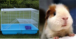 想养鹿都要办啥证件呀,想养动物该怎么养