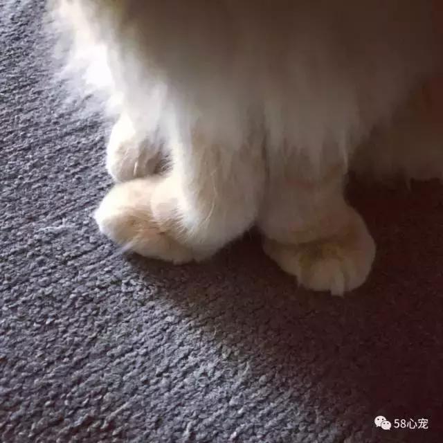 这家公司在办公室里养了十几只宠物员工幸福指数真高