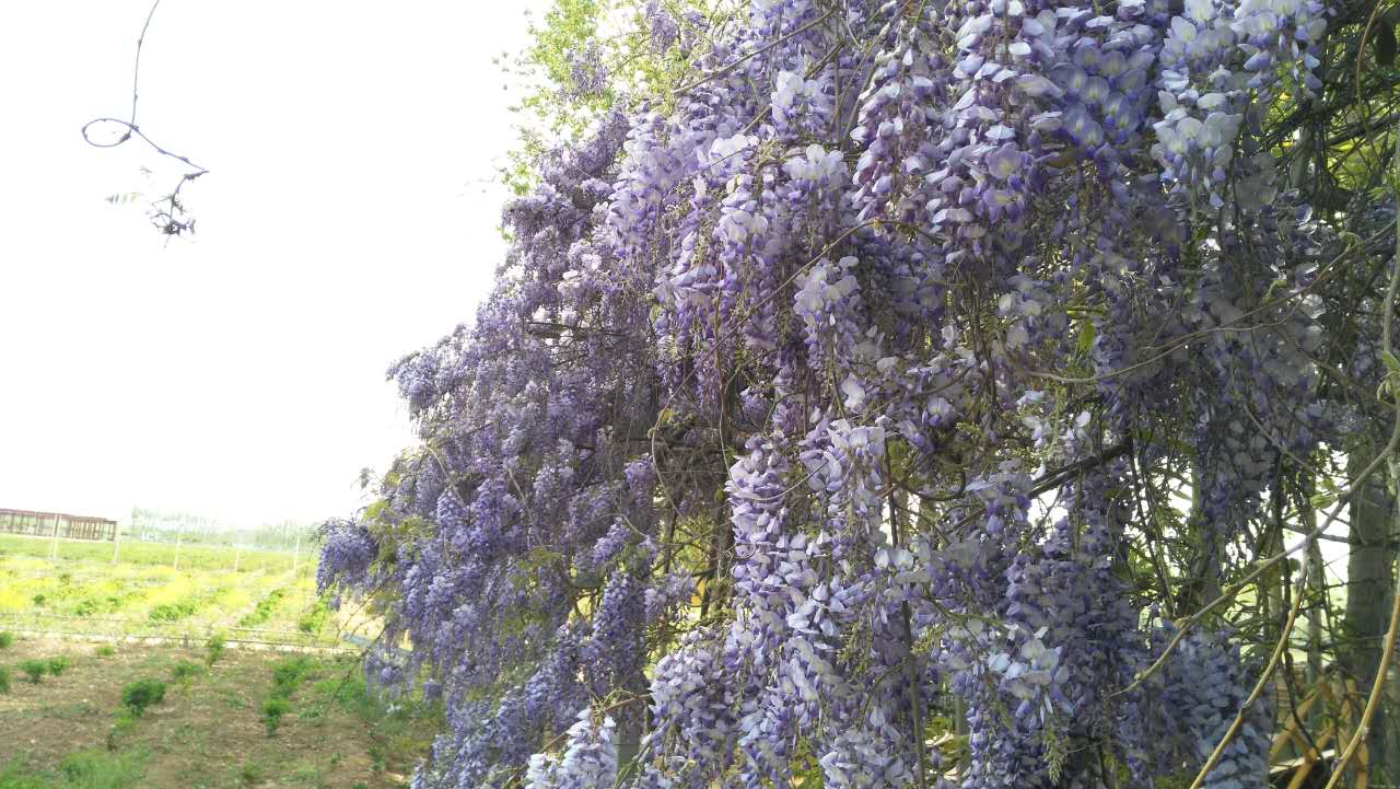 国际玫瑰大会,第三届国际玫瑰文化旅游节