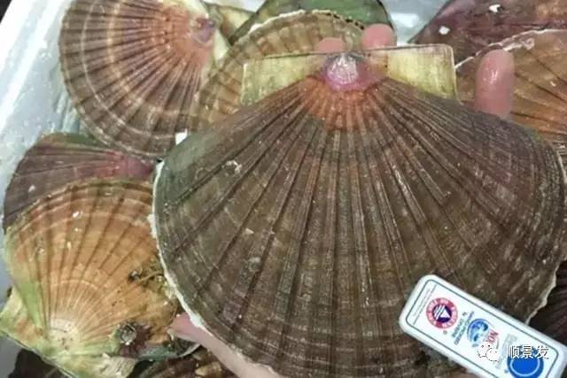 十种常见贝类海鲜图片,贝类海鲜全图