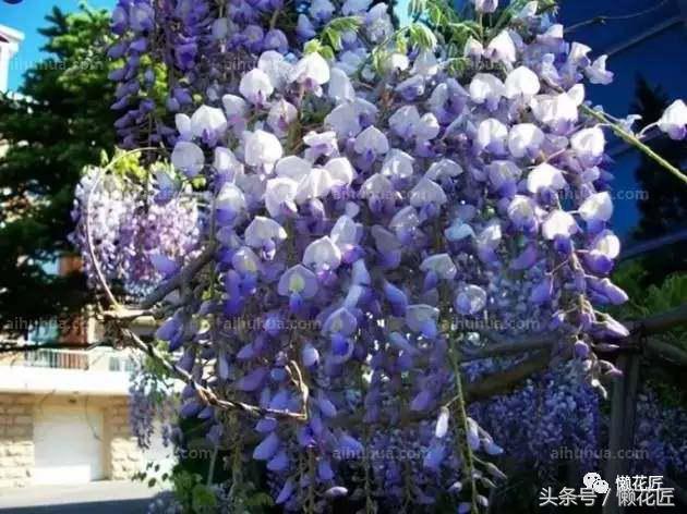 有毒有害的花草有哪些,千万不要碰的10种毒虫