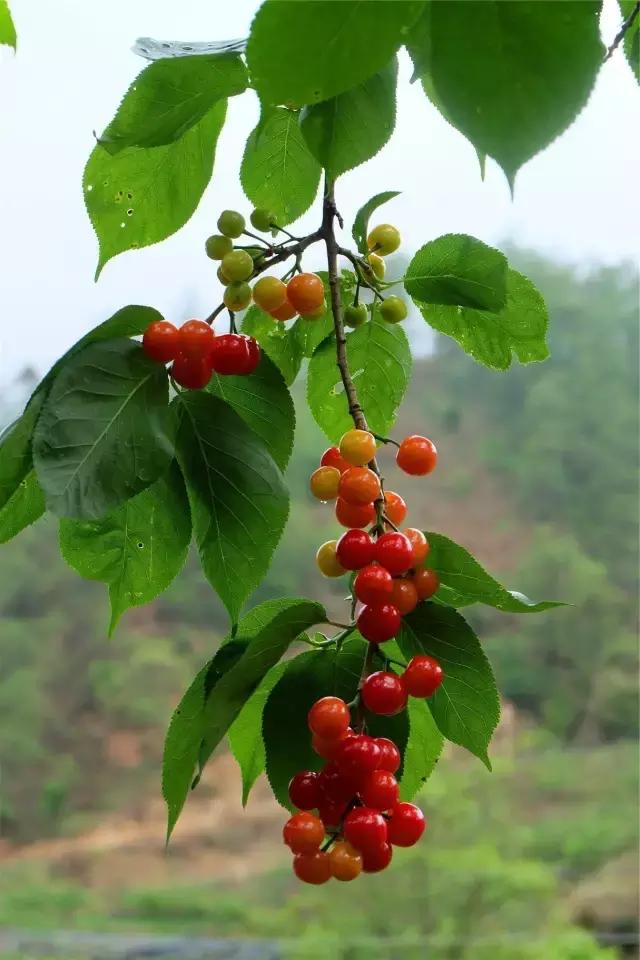 攀枝花的樱桃桑葚熟了,攀枝花樱桃口感