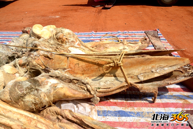 这条8米长的“大咸鱼”，上次北海错过之后等了16年