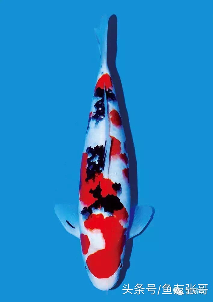 锦鲤鱼交叉感染掉鳞烂肉怎么治疗,锦鲤鱼烂肉用甲硝唑撒鱼缸行吗