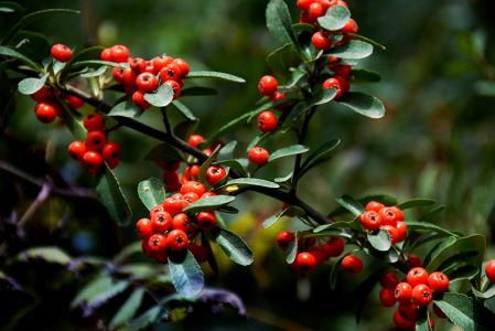 中医治疗宫颈糜烂,分享一个治疗宫颈糜烂偏方