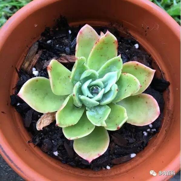多肉黑茎怎么治,多肉黑叶枯萎怎么办