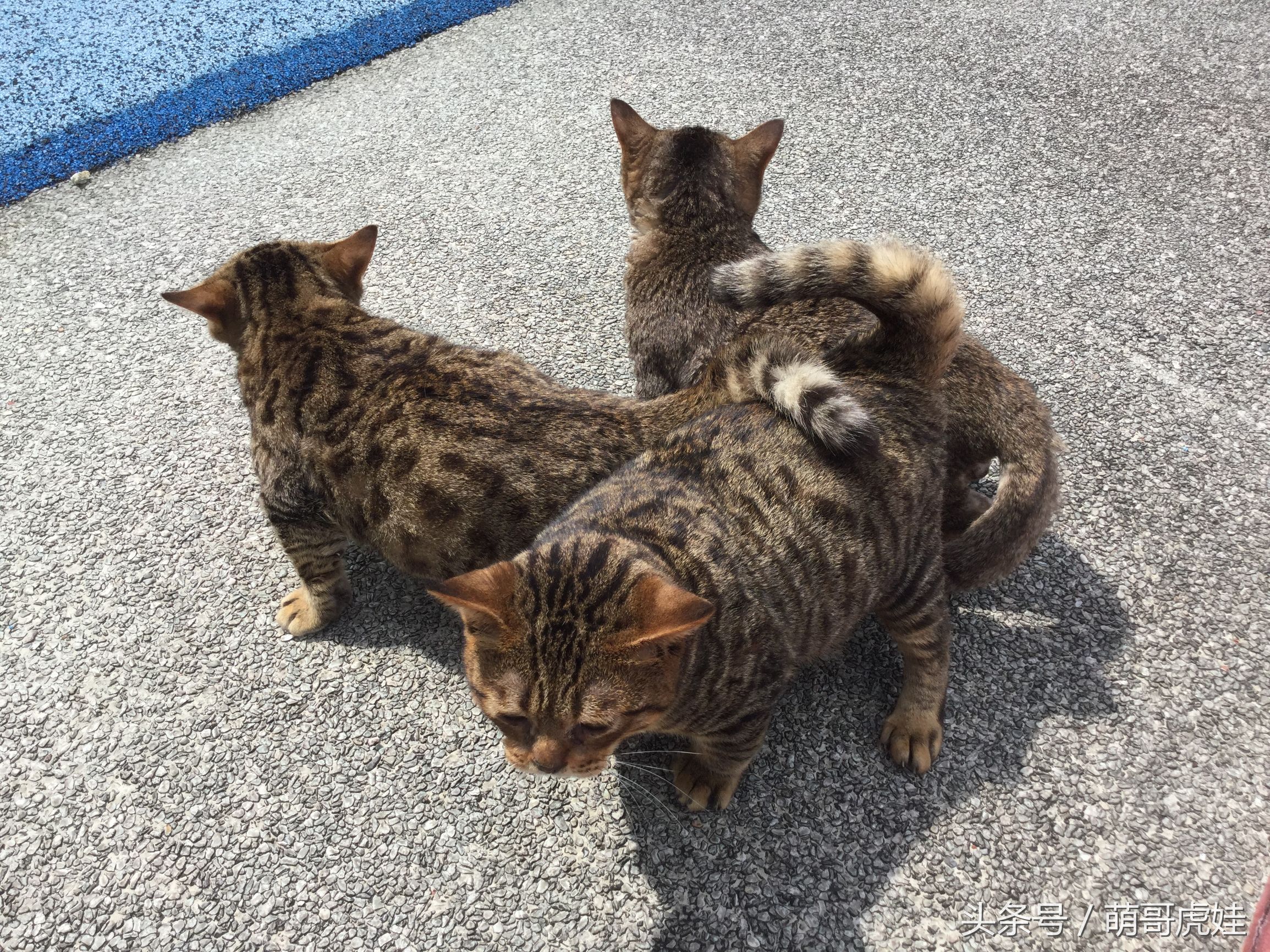 小猫被铲屎官的呼噜惊呆,铲屎官忍不住对小猫下手