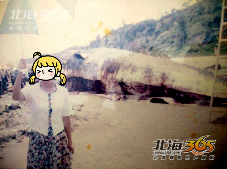 这条8米长的“大咸鱼”，上次北海错过之后等了16年
