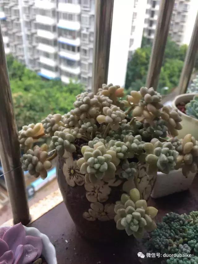 春日阳光下的绿植,阳台上最好看的多肉