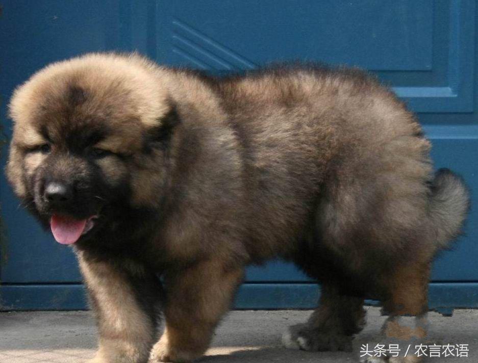 农村养鸡收益高吗,养鸡养鸭一年挣多少钱